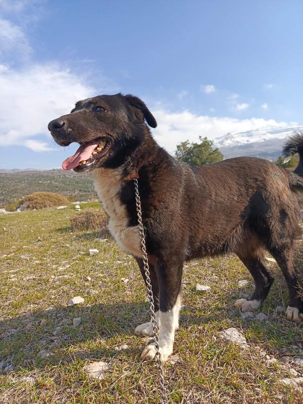 Windy, Splendida Simil Labrador